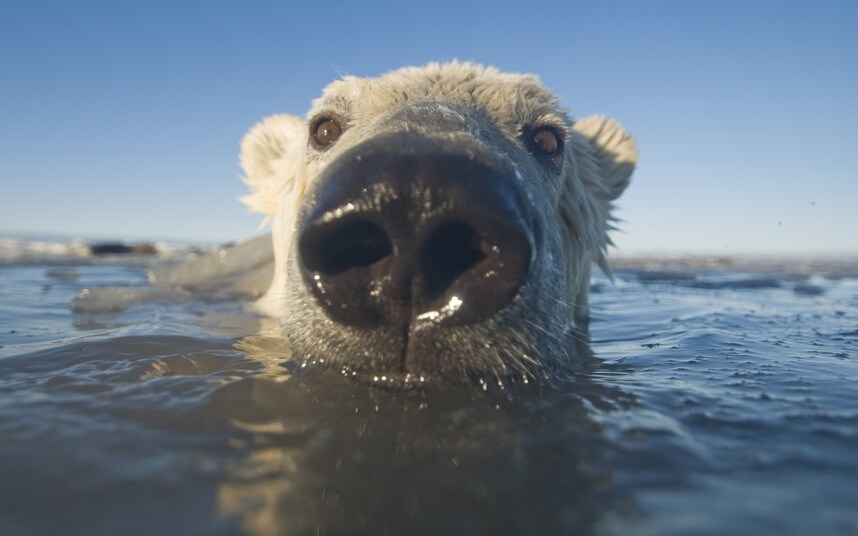 Een ijsbeer die nieuwsgierig uit het water kijkt